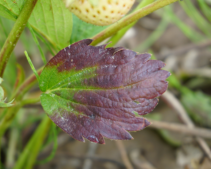 Czym nawozić na wiosnę, niedobór fosforu w truskawce czyli fioletowo granatowe liście