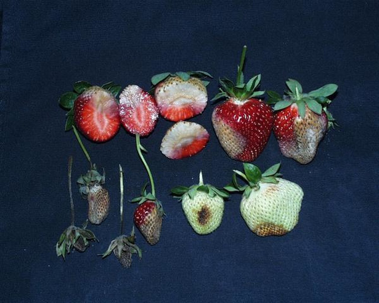 Skórzasta zgnilizna owoców truskawki zdjęcie