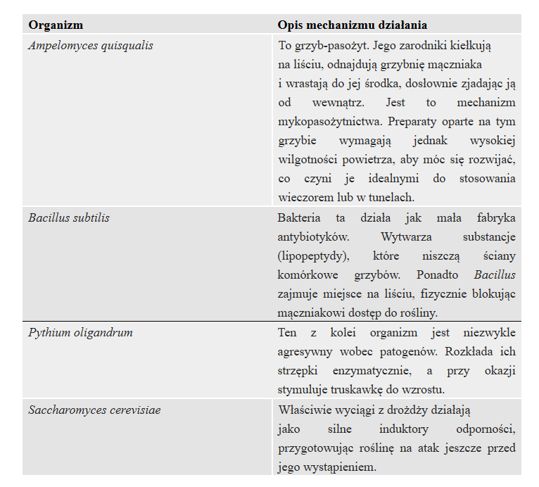 Ochrona biologiczna przed mączniakiem