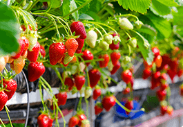 Offer - fruiting strawberries on tabletop