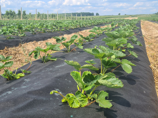 Uprawa truskawek powtarzających owocowanie na podniesionych zagonach