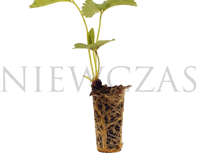 Sadzonki truskawek Doniczkowane -Szkółka Niewczas