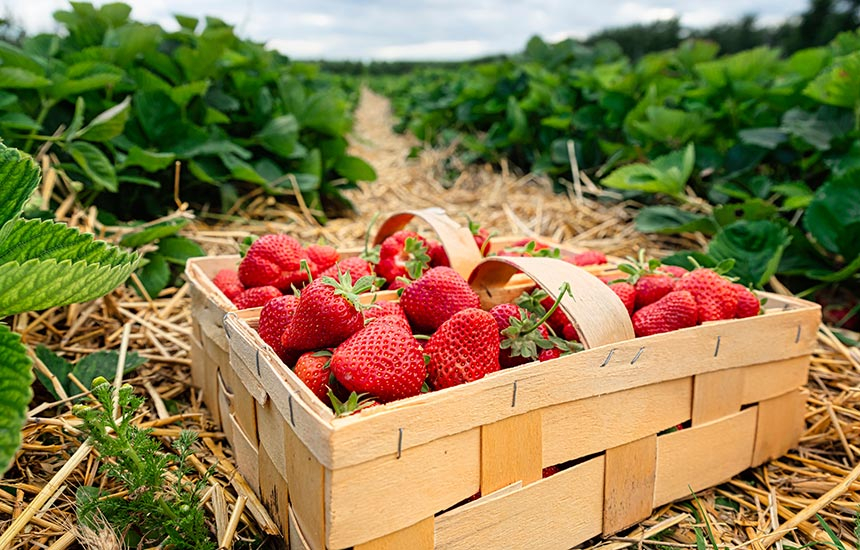 Słodkie owoce truskawek w kobiałce