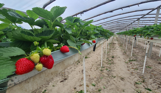 Uprawa truskawek w rynnach
