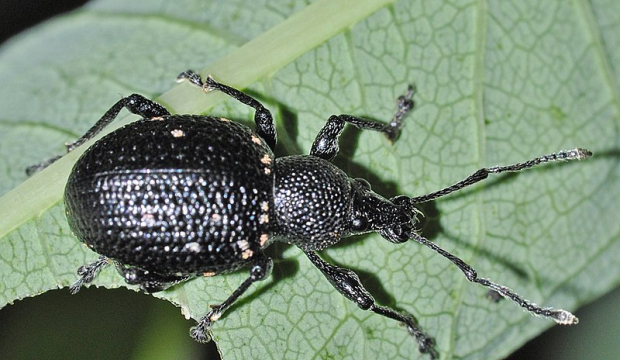 Chrząszcz opuchlaka