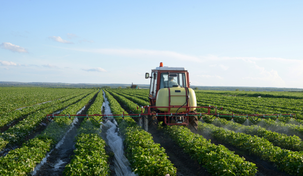 Sadzonki truskawek nawożenie