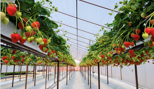 Uprawa truskawek Frigo