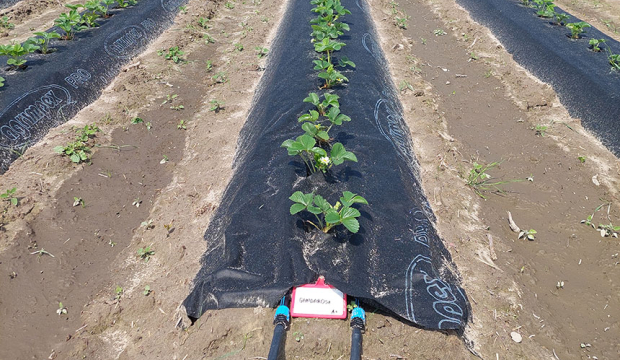 agrowłóknina pod truskawki