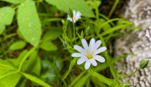 Biała Gwiazdnica Lancetowata