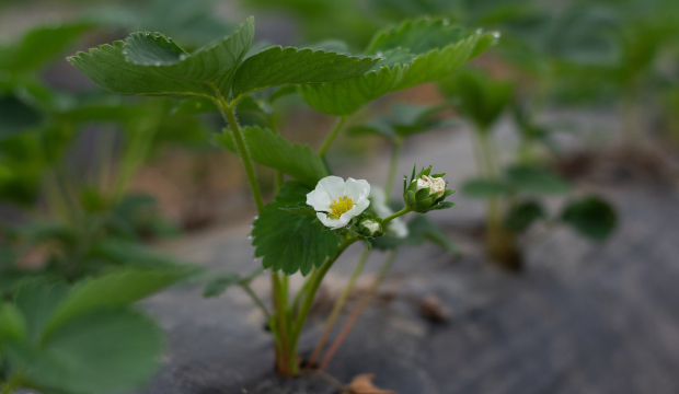 Kwitnąca sadzonka truskawek.
