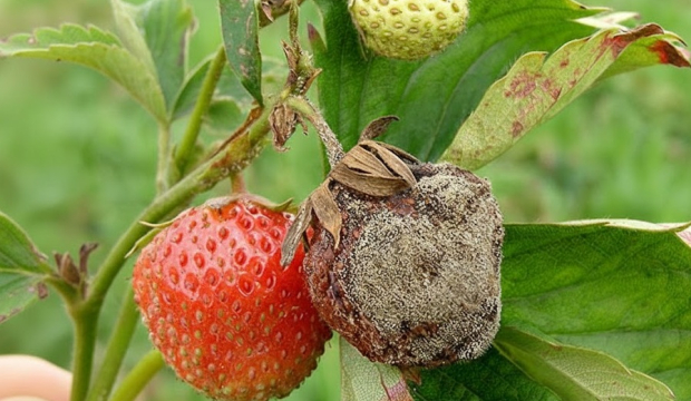 Szara Pleśń na Truskawce