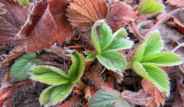 sadzonki truskawek po zimie