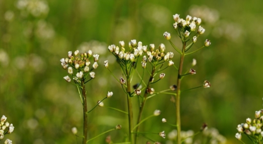 Oprysk na chwasty w truskawkach