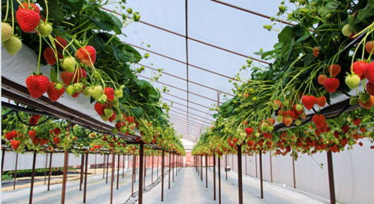 Uprawa truskawek Frigo