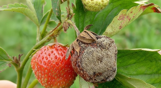 Szara Pleśń na Truskawce