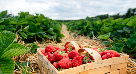 truskawki jak gęsto sadzić