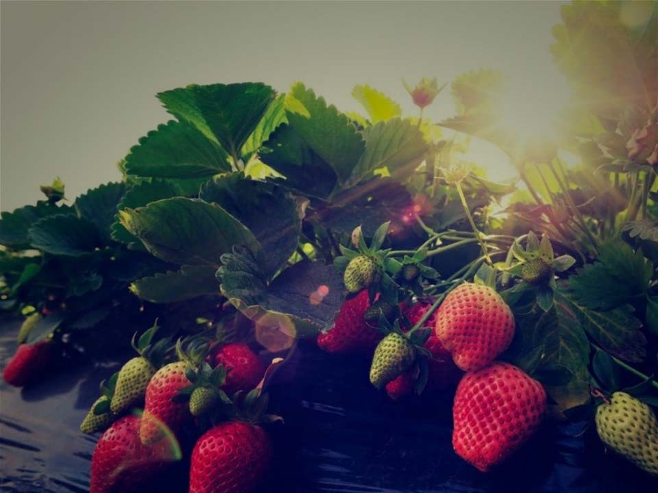 Klienci Hurtowi i Detaliczni