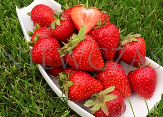 Strawberry fruits of Grandarosa variety in a bowl