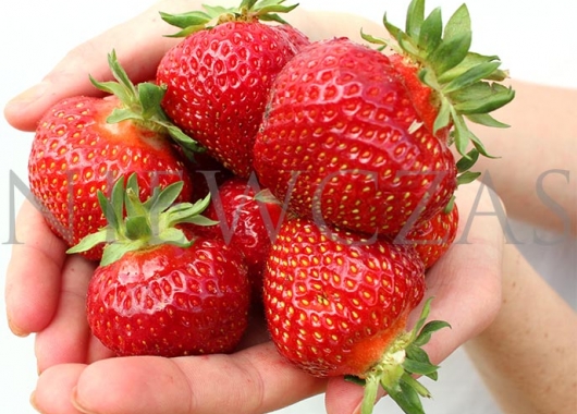 Polka strawberries on hands