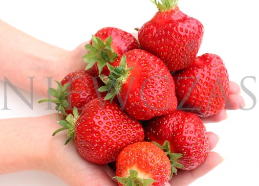 Honeoye strawberries on hands