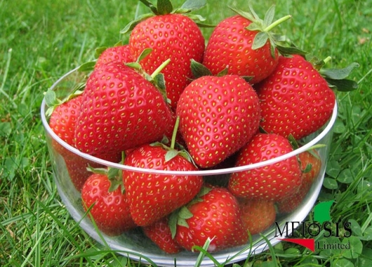 A full bowl of Vibrant strawberry fruits
