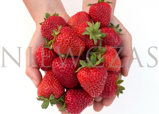 Fruits of San Andreas strawberry plants