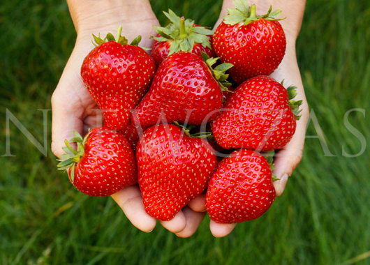 Owoce odmiany Hossa w dłoniach