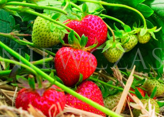 Owoce truskawki Faith na krzaku