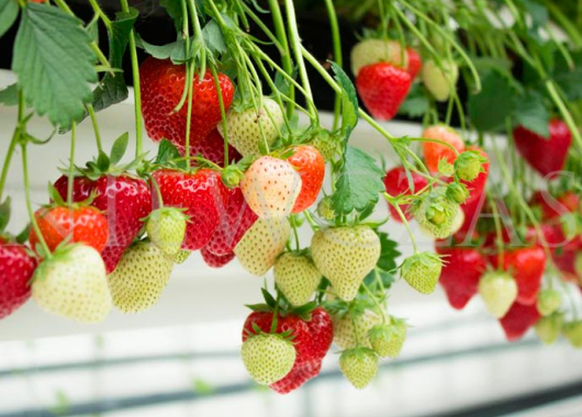 Truskawka Falco na krzaku