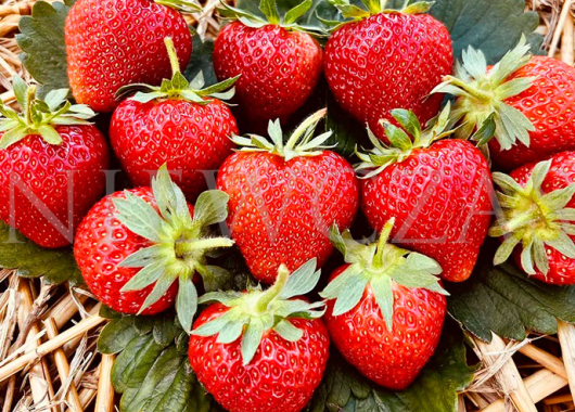 Owoce truskawki Hobby