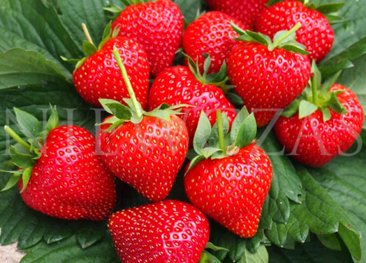 Owoce truskawki Holy