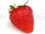 Single strawberry fruit of Grandarosa