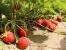Strawberry fruits of Elkat