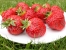 Erdbeere Honeoye auf einer Platte