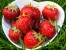 Senga Sengana red strawberry fruits in a bowl