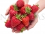 Red, firm, conical strawberry Florence on hands