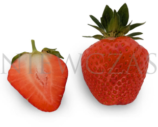 Owocujące sadzonki truskawek BL39*Arianna®