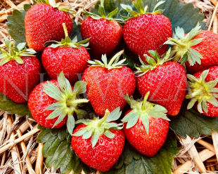 Owoce truskawki Hobby