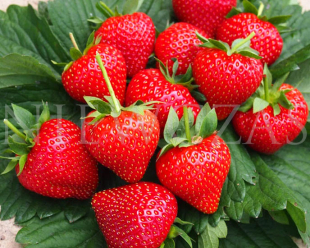 Holy strawberry fruit