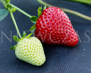 Owoce odmiany truskawek Albion