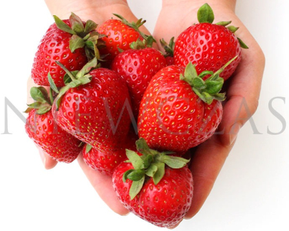 Fresh market strawberry varieties