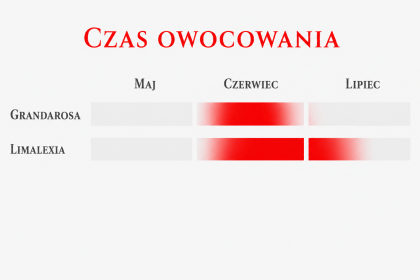Odmiany truskawek o średniej porze dojrzewania