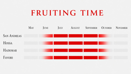 Fruiting time of an everbearing strawberry varieties