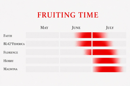 Fruiting time of a late strawberry varieties