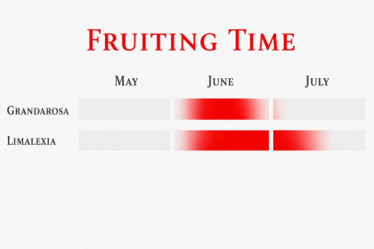 Fruiting time of a mid early and late strawberry varieties