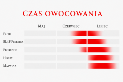 Czas owocowania odmian Późnych