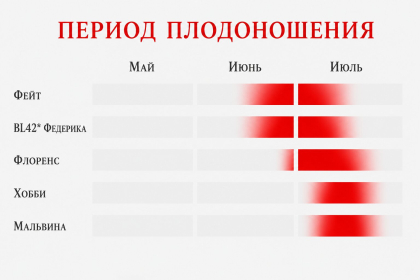Время плодоношения для поздних сортов