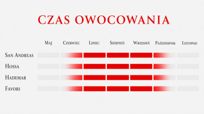 Czas owocowania powtarzających odmian truskawek