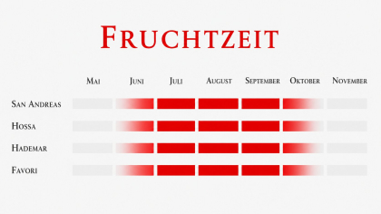 Fruchtzeit einer Immertragenden Erdbeersorte.