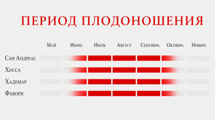 Клубника плодоносит весь сезон.